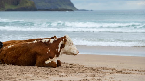 A cow lying down and relaxing on the sands with its eyes closed, with the sea behind it at White Park Bay, County Antrim